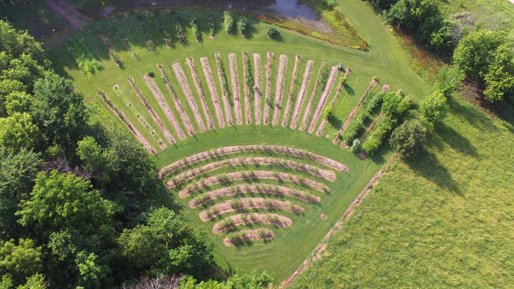 Arial view of berry field