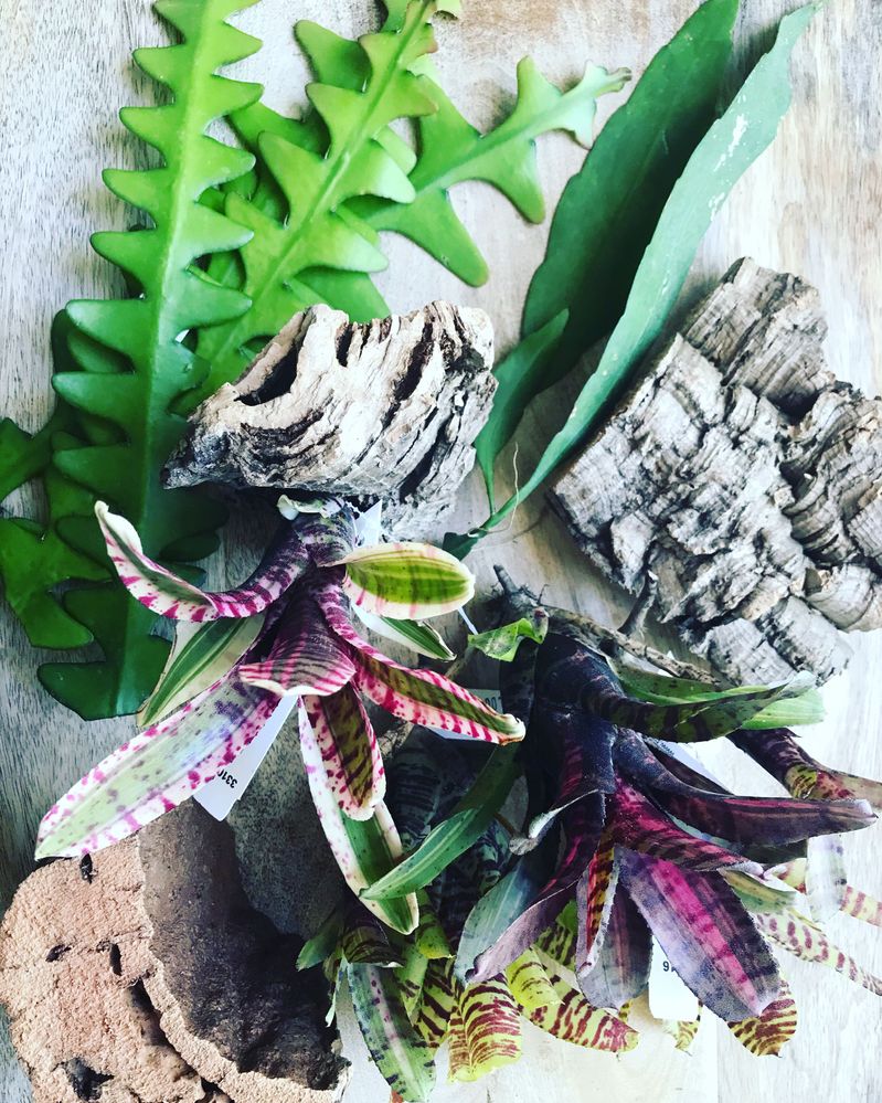 Neoregelias and Ric Rac Orchid Cactus