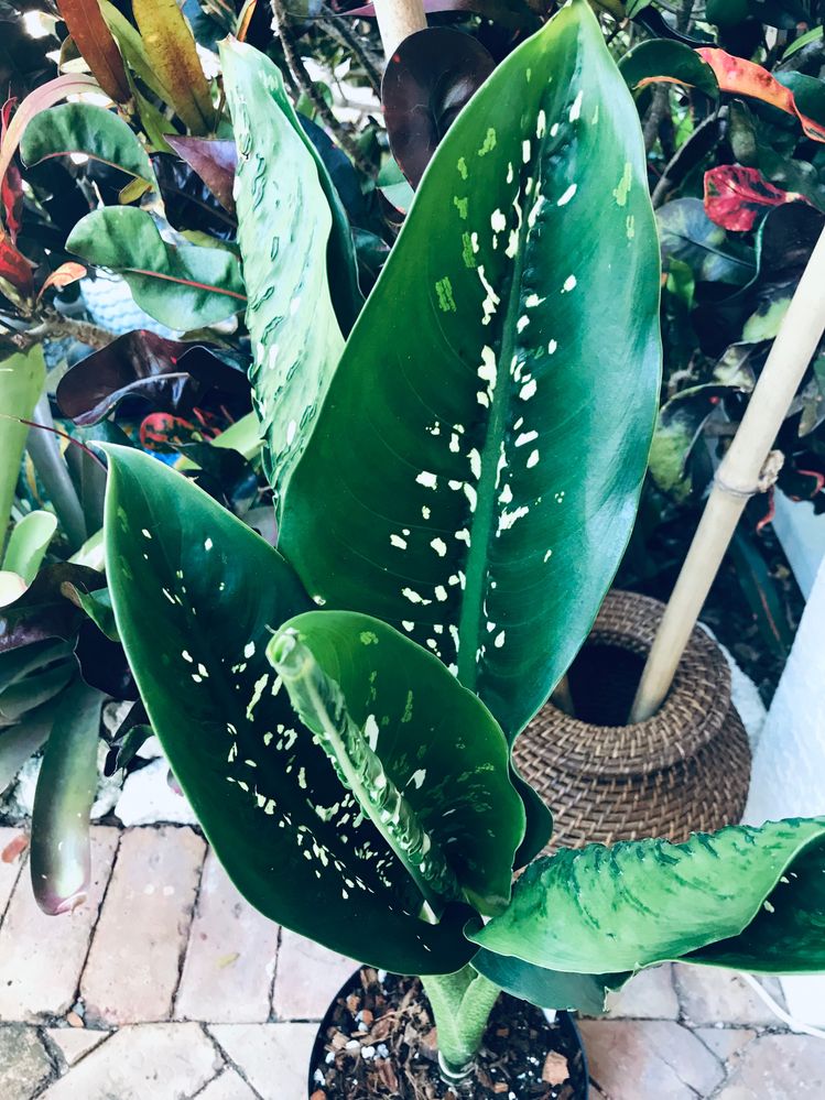 Deiffenchacia White Etna