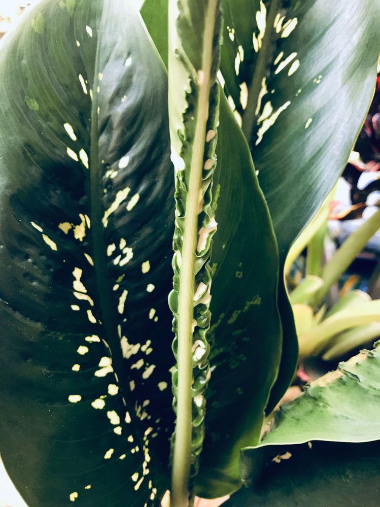 Deiffenbachia Crocodile