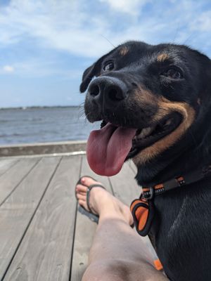 Nama - The Wonder Dog!