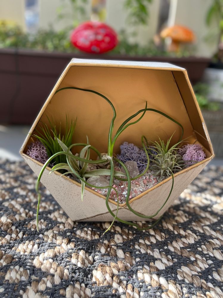 air plant terrarium custom