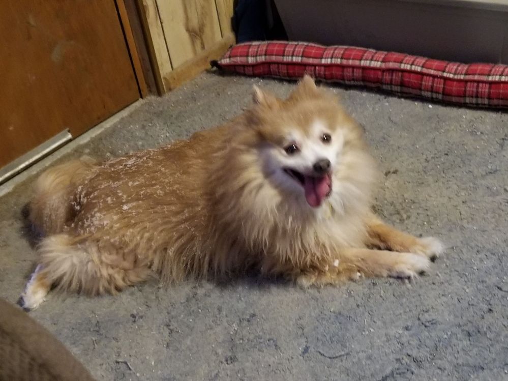 Buddy my 17 year old male pomeranian. My baby