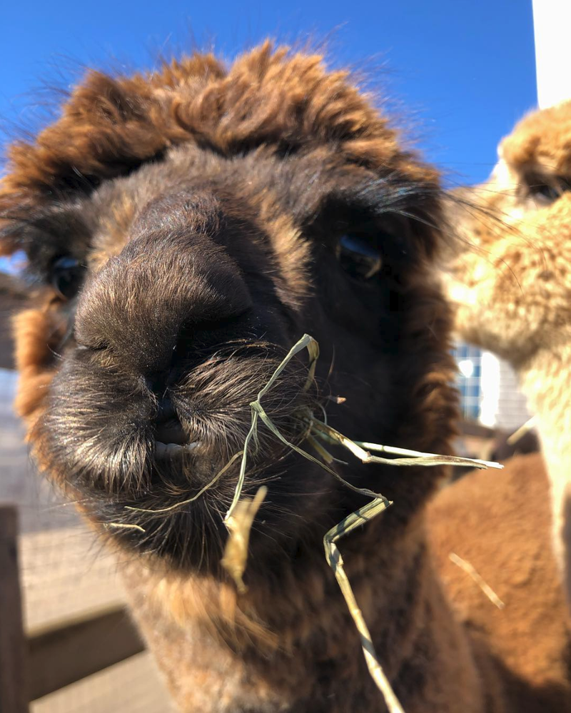 Screenshot 2019-03-18 at 10.36.39 AM.png