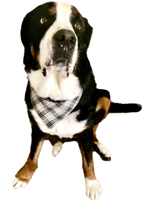 Elwood 2_Proxy.png