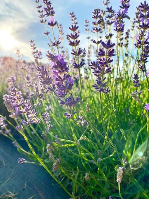 1 Jun 07, 7 17 10 PM.jpg 1 Jun 07, 7 17 10 PM.jpg