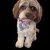 Trixie1