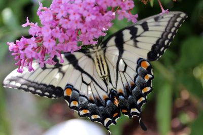 Nature Photography