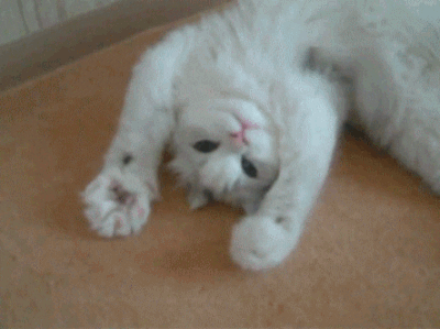 Hello_cat.gif