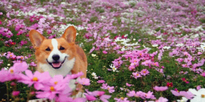 Corgi with pink flowers.gif
